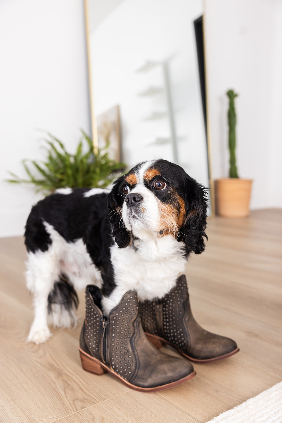 Lifestyle view of cute dog wearing Nellie Studded Ankle Boots.